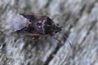 Kleidocerys resedae