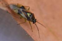 Orthops