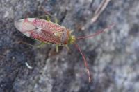 Pantilius tunicatus