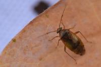 Pinalitus cervinus