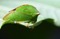 Stictocephala alta