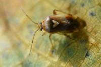 Lygus pratensis