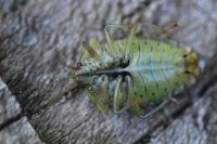 Elasmucha grisea