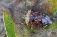Elasmucha grisea
