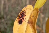 Tropidothorax leucopterus