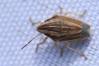 Aelia acuminata