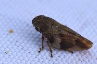 Aphrophora alni