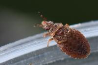 Aradus cinnamomeus