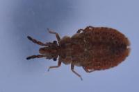 Aradus cinnamomeus