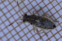 Brachycarenus tigrinus