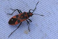 Corizus hyoscyami