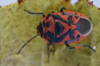 Eurydema ornata