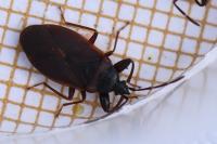 Gastrodes grossipes