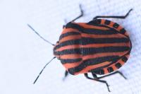 Graphosoma italicum