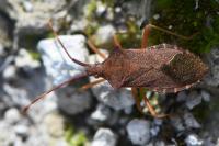 Gonocerus acuteangulatus