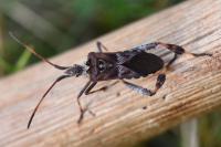 Leptoglossus occidentalis