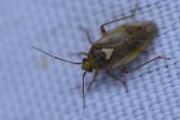 Lygus pratensis