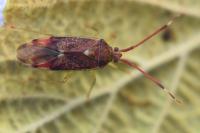 Pantilius tunicatus