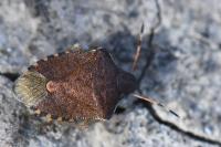 Peribalus strictus