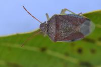 Piezodorus lituratus