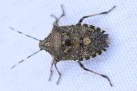 Rhaphigaster nebulosa