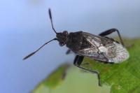Stictopleurus punctatonervosus