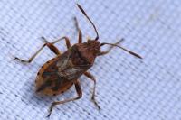 Stictopleurus abutilon