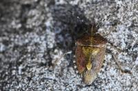 Dolycoris baccarum