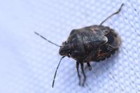 Holcogaster fibulata