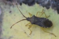 Gonocerus acuteangulatus