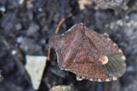 Peribalus strictus