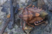 Carpocoris purpureipennis