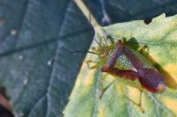 Acanthosoma haemorrhoidale