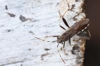Camptopus lateralis
