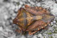 Carpocoris purpureipennis