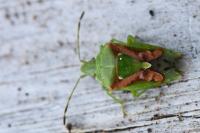 Cyphostethus tristriatus
