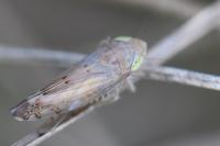 Synophropsis lauri