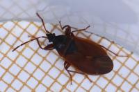 Gastrodes grossipes
