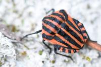 Graphosoma italicum