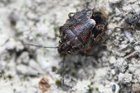 Holcogaster fibulata