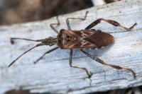 Leptoglossus occidentalis