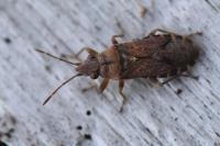 Orsillus depressus
