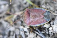 Piezodorus lituratus
