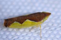 Platymetopius