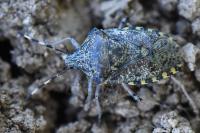Rhaphigaster nebulosa