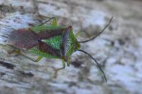 Acanthosoma haemorrhoidale