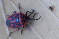 Eurydema ornata