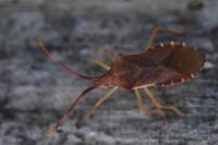 Gonocerus acuteangulatus