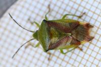 Elasmostethus interstinctus