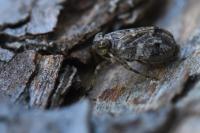 Issus coleoptratus